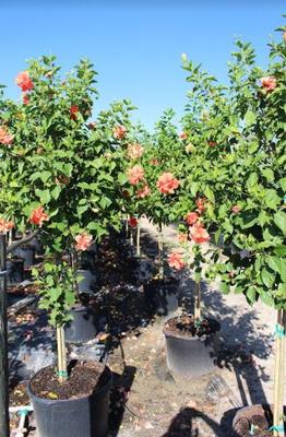 Hibiscus rosa-sinensis 'Double Peach'