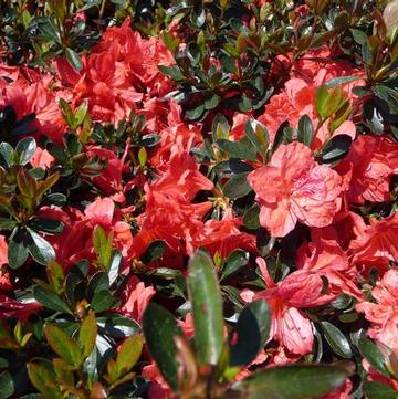 Rhododendron Girard hybrid 'Girard Fashion'