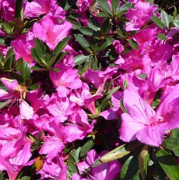 Rhododendron Southern Indica hybrid 'Formosa'