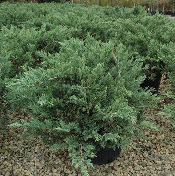 Juniperus davurica 'Expansa ('Parsonii')'