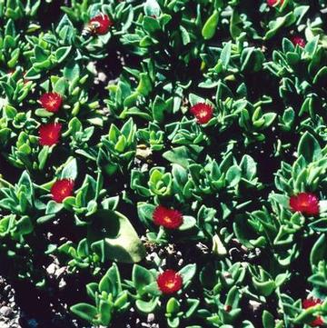 Aptenia cordifolia 