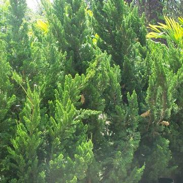 Juniperus chinensis 'Kaizuka ('Torulosa')'