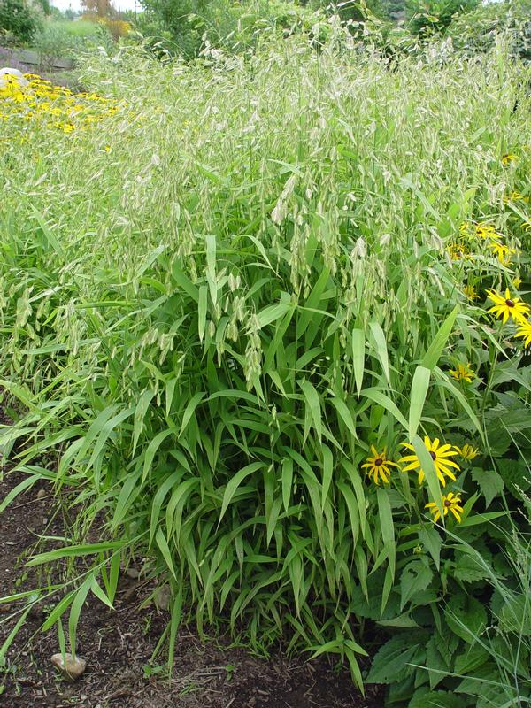 Chasmanthium latifolium Northern Sea Oats from Plant Life Farms