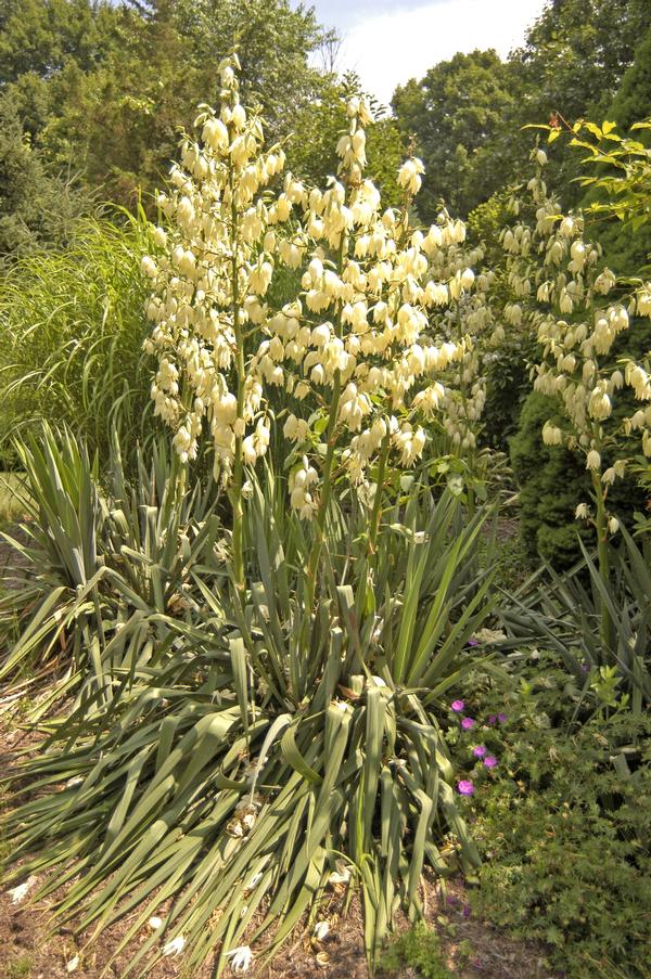 Yucca filamentosa Adam�s Needle from Plant Life Farms