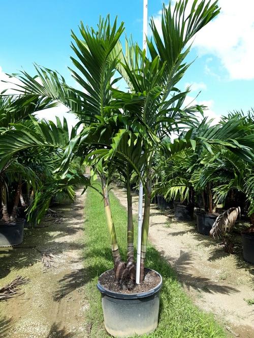 Adonidia Palm Adonidia Merrillii Palmco Wholesale Palms, Florida ...