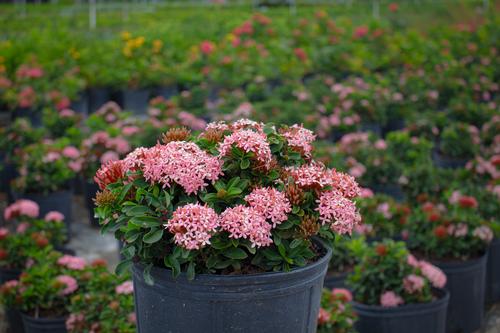 Ixora coccinea 'Dwarf Pink' from Plant Life Farms