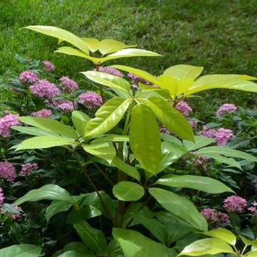 Schefflera actinophylla 'Gold Cappella'