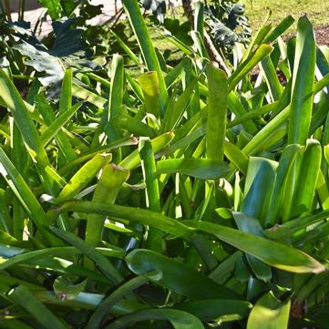 Aechmea blanchetiana 