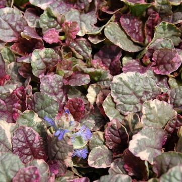 Ajuga reptans 'Burgundy Glow'