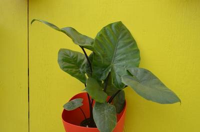 Alocasia 'Dark Star'