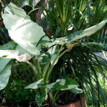 Alocasia macrorrhiza 'Variegata'