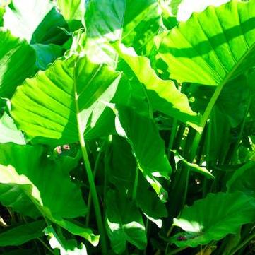 Alocasia odora 'California'