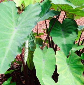 Alocasia sarawakensis 'Yucatan Princess'