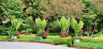 Alocasia wentii 'Regal Shields'