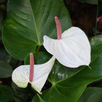 Anthurium 'White Heart'