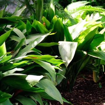 Aspidistra elatior 