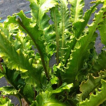 Asplenium scolopendrium 'Angustifolia'