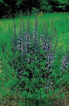Baptisia 'Purple Smoke'