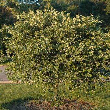 Betula nigra 