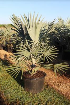 Bismarckia nobilis 
