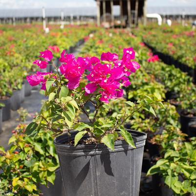 Bougainvillea 'Barbara Karst'