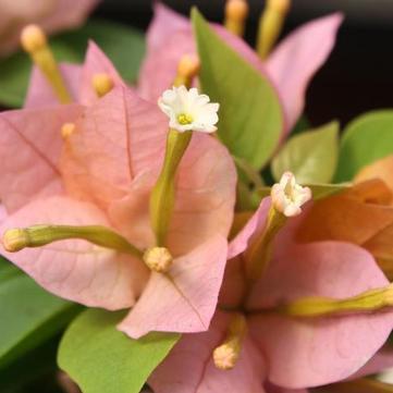 Bougainvillea 'Pink'