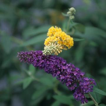 Buddleia davidii 'Nanho Blue'