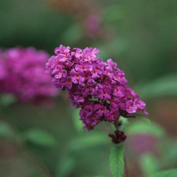 Buddleia davidii 'Nanho Purple'
