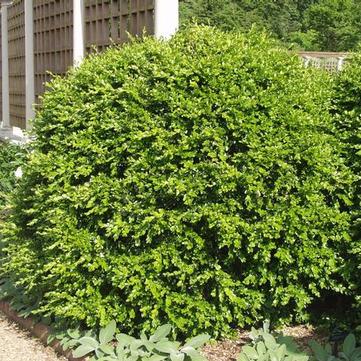 Buxus microphylla japonica 