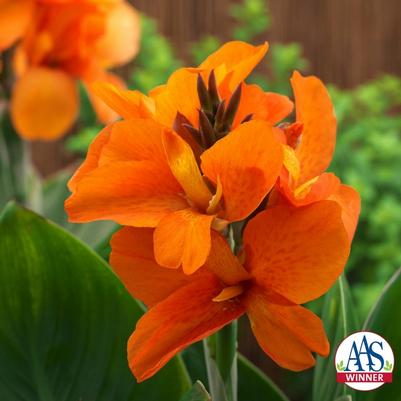 Canna x generalis 'Orange'