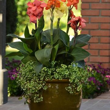 Canna x generalis 'Orange Shades'