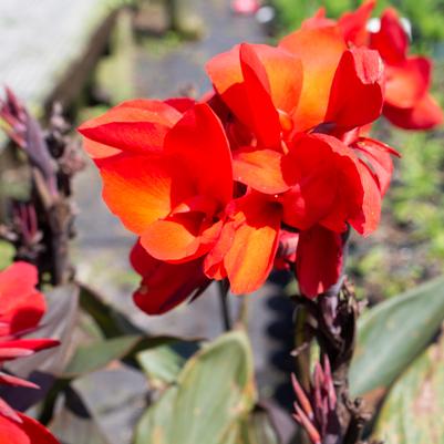 Canna x generalis 'Scarlet'