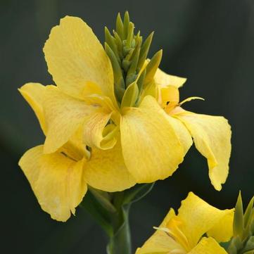 Canna x generalis 'Yellow'