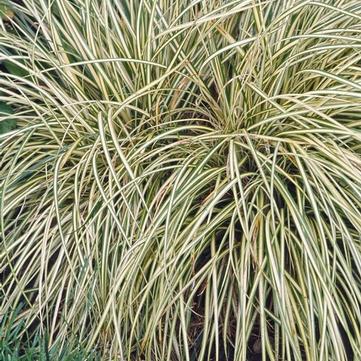 Carex hachijoensis 'Evergold'