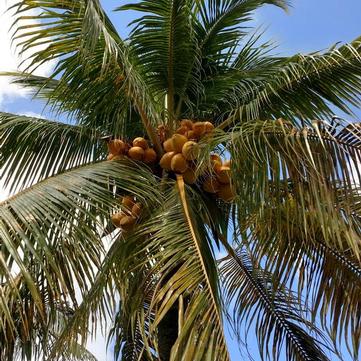 Cocos nucifera 