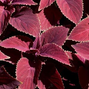 Coleus 'Oxblood'