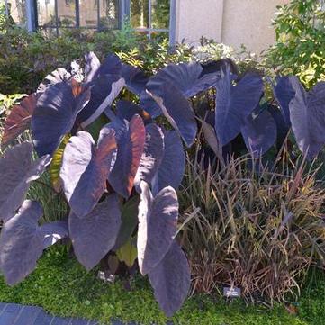 Colocasia esculenta 'Black Magic'