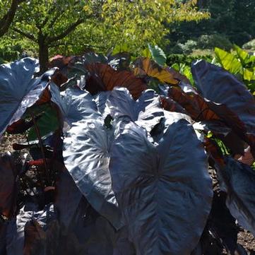 Colocasia esculenta 'Royal Hawaiian® 'Black Coral''