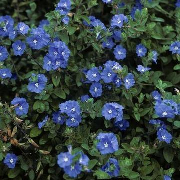 Evolvulus pilosus 'Blue Daze'