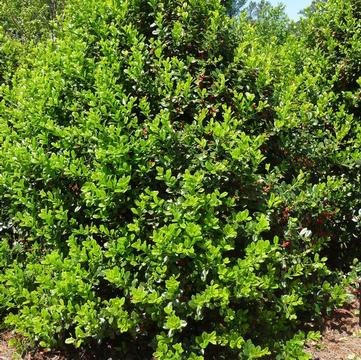 Ilex cornuta 'Burfordii Nana'