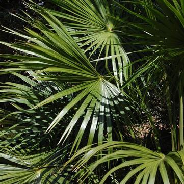 Livistona australis 