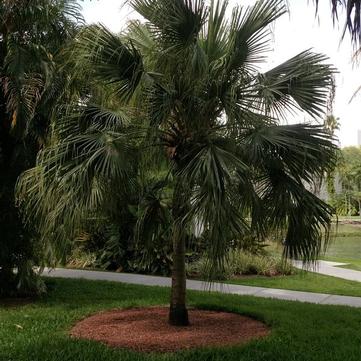 Livistona chinensis 