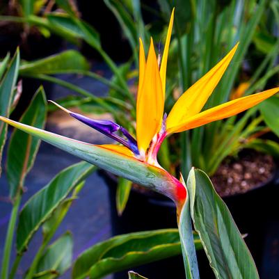 Strelitzia reginae 