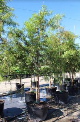 Taxodium distichum 