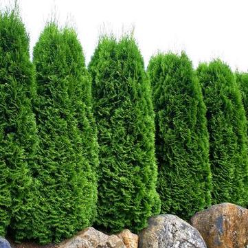 Thuja occidentalis 'Emerald ('Smaragd')'
