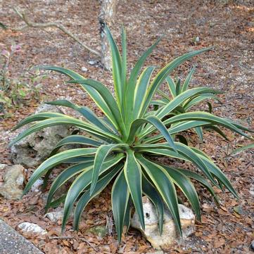 Agave demeesteriana 'Variegata'