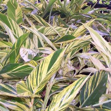 Alpinia zerumbet 'Variegata'