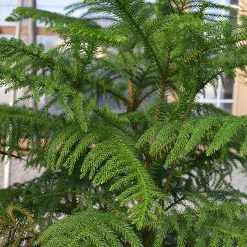 Araucaria heterophylla 