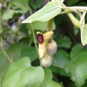 Aristolochia durior 