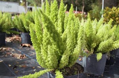 Asparagus densiflorus 'Myersii'